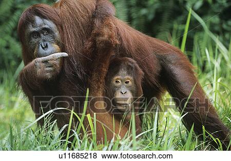 Orangutan holding young in grass View Large Photo Image Stock Photo - Orangutan holding young in grass. Fotosearch