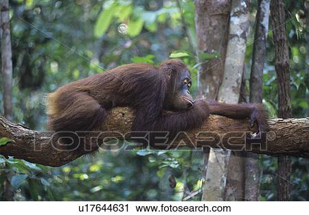 Stock Image - Orangutan resting on branch in forest. Fotosearch