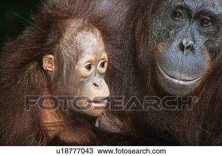 Orangutan with young close-up View Large Photo Image Stock Image - Orangutan with young close-up. Fotosearch