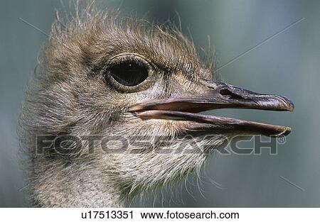 Stock Image - Ostrich close-up of head. Fotosearch