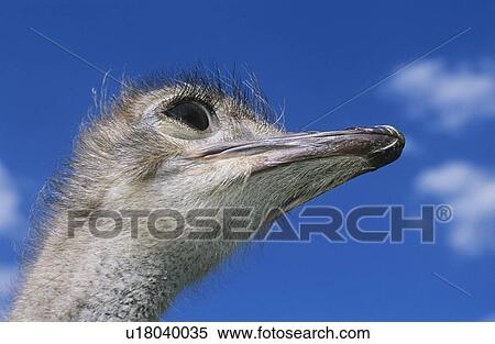 Ostrich head against blue sky low angle view View Large Photo Image Stock Photography - Ostrich head against blue sky low angle view. Fotosearch