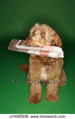 Stock Photo - Otterhound carrying newspaper in mouth. Fotosearch