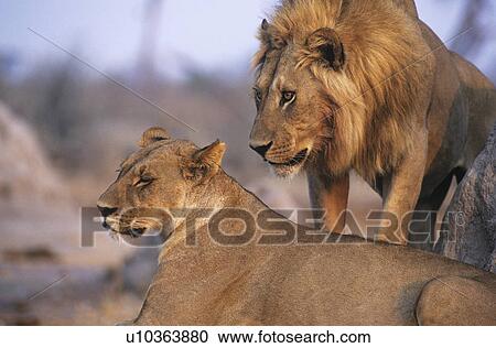 Pair of Lions resting View Large Photo Image Stock Image - Pair of Lions resting. Fotosearch