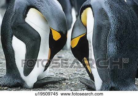 Pair of Penguins head to head View Large Photo Image Stock Photography - Pair of Penguins head to head. Fotosearch