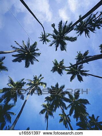Palm Trees View Large Photo Image Stock Photo - Palm Trees. Fotosearch
