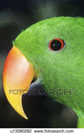 Parakeet close-up of head View Large Photo Image Stock Image - Parakeet close-up of head. Fotosearch
