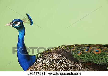Peacock against green background side view View Large Photo Image Stock Image - Peacock against green background side view. Fotosearch