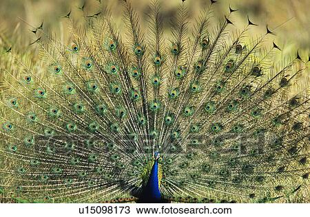 Stock Image - Peacock displaying feathers. Fotosearch