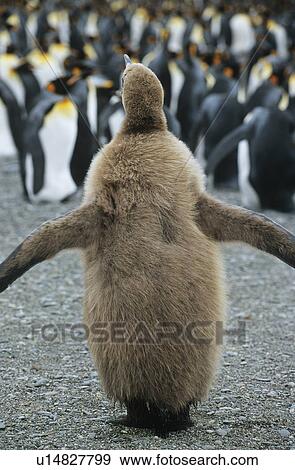 Stock Photo - Penguin chick adults in background. Fotosearch