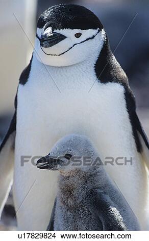 Penguin chick with mother close-up View Large Photo Image Picture - Penguin chick with mother close-up. Fotosearch