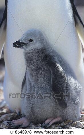 Stock Photo - Penguin chick with mother close-up. Fotosearch