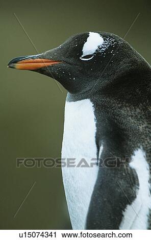 Penguin close-up View Large Photo Image Stock Image - Penguin close-up. Fotosearch