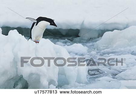 Penguin on iceberg View Large Photo Image Stock Image - Penguin on iceberg. Fotosearch