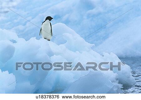 Stock Photograph - Penguin on iceberg. Fotosearch