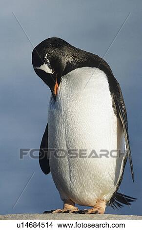 Picture - Penguin on rock. Fotosearch
