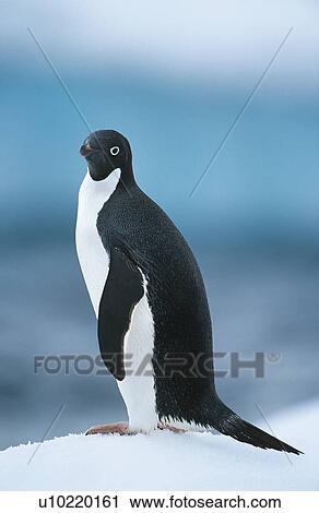 Stock Image - Penguin on snow. Fotosearch