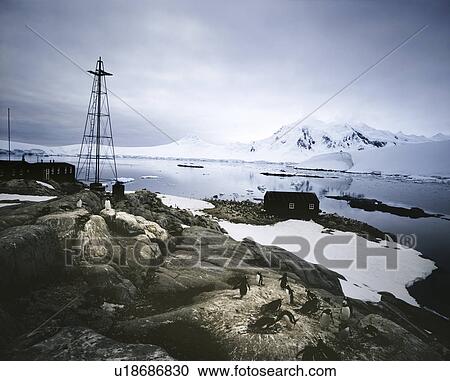 Stock Image - Penguins at Settlement. Fotosearch
