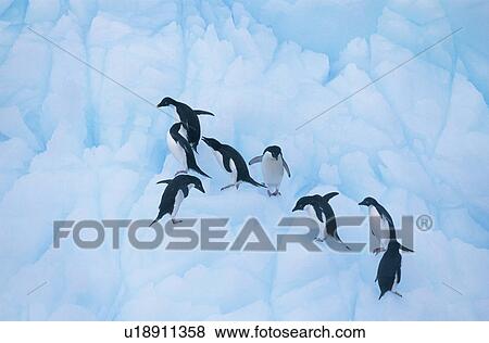 Stock Photo - Penguins climbing on ice. Fotosearch