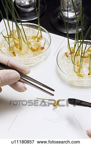 Person picking up bean sprout with tweezers close-up of bean sprout View Large Photo Image Stock Photo - Person picking up bean sprout with tweezers close-up of bean sprout. Fotosearch