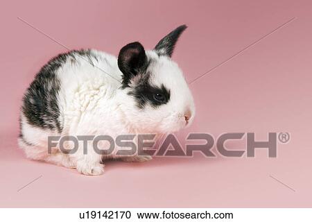 Stock Image - Pet rabbit on pink background. Fotosearch