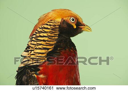 Pheasant on green background close-up of head View Large Photo Image Stock Image - Pheasant on green background close-up of head. Fotosearch