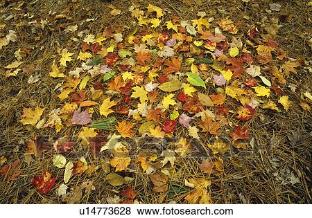 Pile of autumn leaves View Large Photo Image Stock Photo - Pile of autumn leaves. Fotosearch