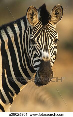Stock Image - Plains Zebra (Equus Burchelli) close-up. Fotosearch