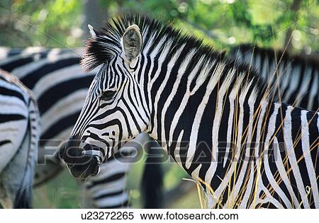 Stock Photography - Plains Zebra (Equus Burchelli) close-up. Fotosearch