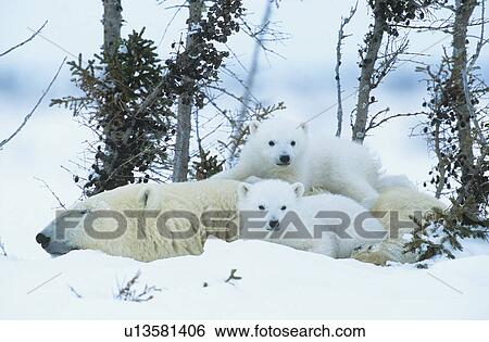 Polar Bear cubs with mother in snow Yukon View Large Photo Image Stock Photograph - Polar Bear cubs with mother in snow Yukon. Fotosearch