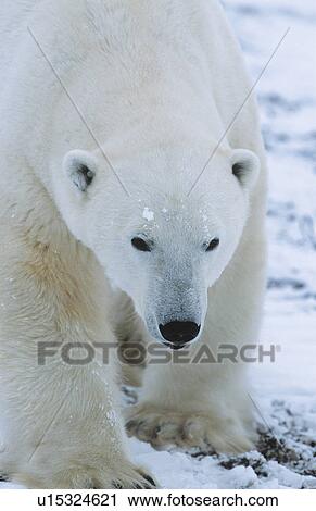 Stock Image - Polar Bear walking in snow Yukon. Fotosearch