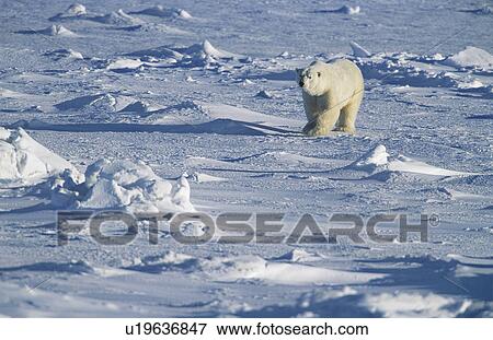 Stock Photo - Polar Bear walking in snow Yukon. Fotosearch