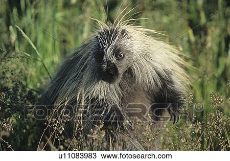 Porcupine in grass View Large Photo Image Stock Image - Porcupine in grass. Fotosearch