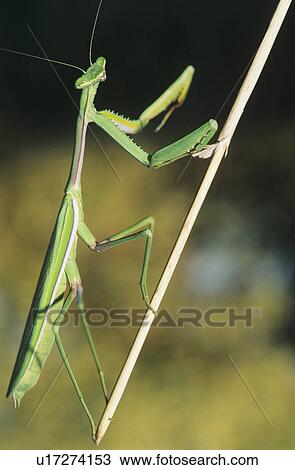 Stock Image - Praying Mantis climbing twig. Fotosearch