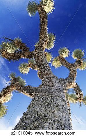 Stock Photography - Prickly tree low angle view. Fotosearch