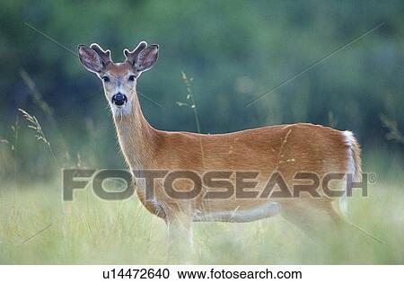 Pronghorn Antelope View Large Photo Image Stock Image - Pronghorn Antelope. Fotosearch