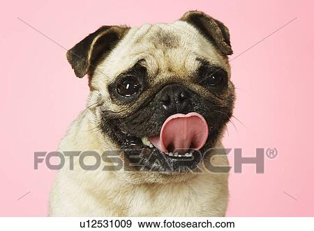 Pug on pink background close-up View Large Photo Image Stock Photo - Pug on pink background close-up. Fotosearch