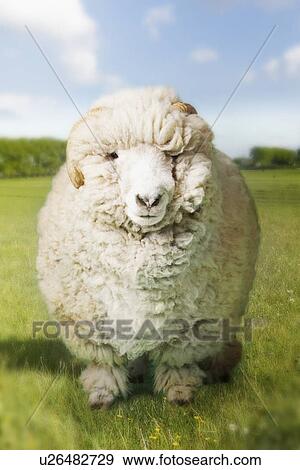 Stock Photo - Ram in green field (digital composite). Fotosearch