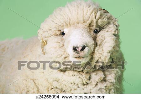 Ram on green background close-up of head View Large Photo Image Picture - Ram on green background close-up of head. Fotosearch