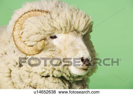 Stock Photo - Ram on green background close-up of head. Fotosearch