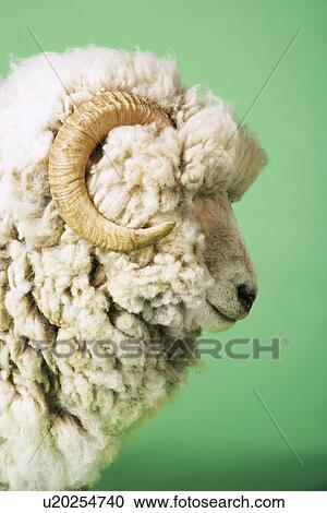 Stock Image - Ram on green background side view of head. Fotosearch