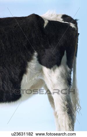 Stock Image - Rear end of cow against blue background side view. Fotosearch