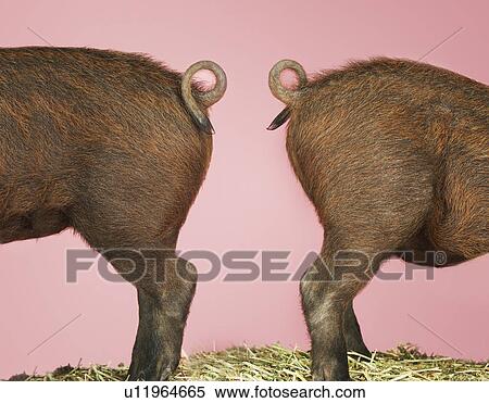 Rear ends of two brown pigs on hay against pink background side view View Large Photo Image Stock Photography - Rear ends of two brown pigs on hay against pink background side view. Fotosearch
