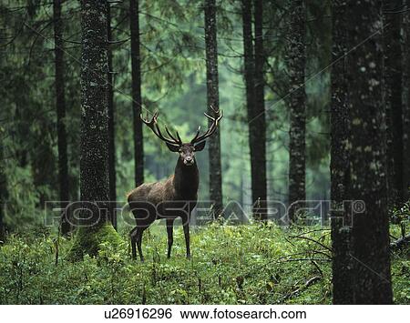 Stock Photograph - Red deer stag in forest. Fotosearch