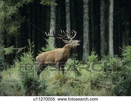 Stock Photography - Red deer stag in forest. Fotosearch