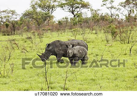 Rhinoceroses in savanna View Large Photo Image Stock Image - Rhinoceroses in savanna. Fotosearch