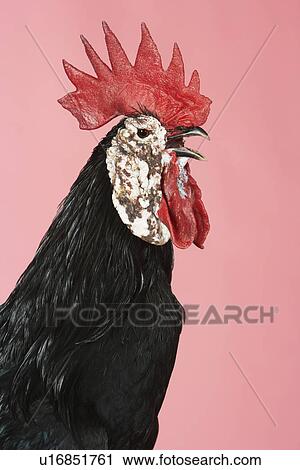 Stock Image - Rooster crowing against pink background. Fotosearch