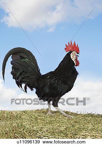 Rooster on hay against sky background (digital composite) View Large Photo Image Stock Photo - Rooster on hay against sky background (digital composite). Fotosearch