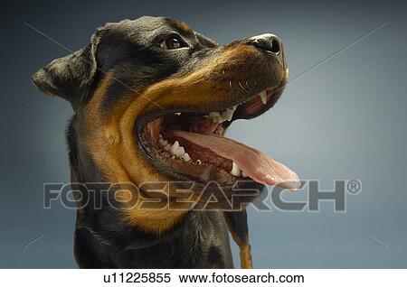 Stock Photography - Rottweiler on blue background close-up. Fotosearch