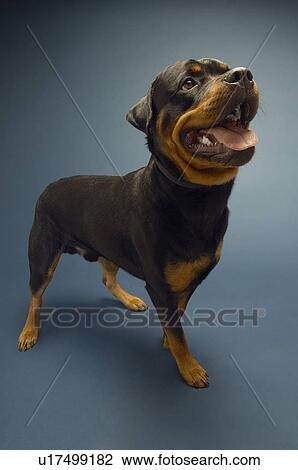 Rottweiler on blue background View Large Photo Image Stock Image - Rottweiler on blue background. Fotosearch