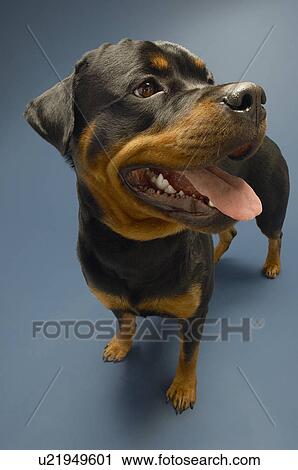 Stock Image - Rottweiler on blue background. Fotosearch